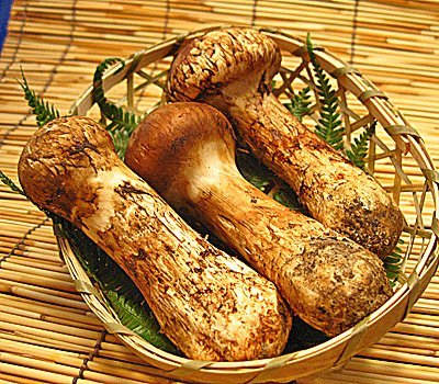 国産 松茸 長野県産 500g入 まつたけ 日本国産 スキヤキ 炊き込み マツタケ