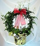 Amazon / Hirts: House Plant: Christmas Jasmine Wreath - Budded Ready to Bloom - Potted - 6 Pot