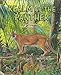 Realm Of The Panther: A Story Of South Florida's Forests (Habitat ...