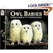 Owl Babies