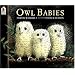 Owl Babies