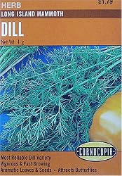 Dill Long Island Mammoth Seeds 200 Seeds