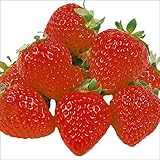 国華園　いちご苗　さちのかP　5株