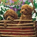 Poodle Puppies 2008 Mini Wall Calendar (German, French, Spanish and English Edition)