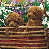 Poodle Puppies 2008 Mini Wall: Mini 6x6