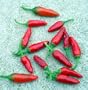 Pinquita de Mono Pepper Plant - VERY HOT - From Peru