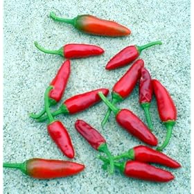 Pinquita de Mono Pepper Plant - VERY HOT - From Peru