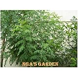 Fresh Curry Leaves 1 Oz.