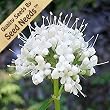100 Seeds, Common Valerian (Valeriana officinalis) Seeds by Seed Needs