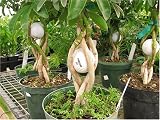 Braided Schefflera with a Golf Ball