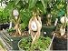 Braided Schefflera with a Golf Ball