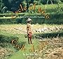 Cycle of Rice, Cycle of Life: A Story of Sustainable Farming