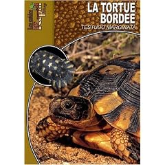 Tortue Bordee (la)