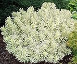 IMAGE OF Briggs Moonlight Burkwood Daphne-Fragrant/Long Blooming