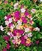 Four O' Clock Seeds Marvel of Peru - Mirabillis jalapa - 5 Grams - Approx 50 Gardening Seeds - Flower Garden Seed