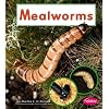 Mealworms (Watch It Grow (Pebble Books Paperback))