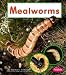 Mealworms (Watch It Grow (Pebble Books Paperback))