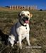 Labrador Retrievers Address Book