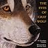 The Eyes of Gray Wolf