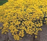 Amazon / Hirts: Perennials; Sun: Mountain Gold Alyssum Perennial - 4 Plants - Fragrant
