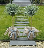Pair of Lavender Trees