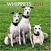 Whippets 2011 Square 12X12 Wall Calendar