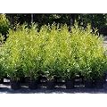 Lebensbaum Brabant - Thuja occidentalis "Brabant" Containerpflanzen 80-100 cm