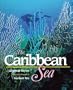 Life in the Sea - Caribbean Sea