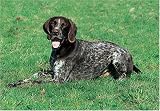 German Shorthair Pointer 300 Piece Jigsaw Puzzle (07)