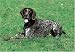   - German Shorthair Pointer 300 Piece Jigsaw Puzzle (07)