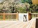 Dream Baby Retractable Gate, White