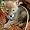 The Daily Coyote: A Story of Love, Survival, and Trust in the Wilds of Wyoming