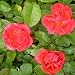 ROSE LORNA-Superb Birthday,Christening Gift For Gi