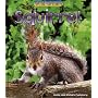Wild Britain: Squirrel : Squirrel (Wild Britain)
