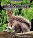 Wild Britain: Squirrel : Squirrel (Wild Britain): Squirrel (Wild Britain)