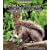 Wild Britain: Squirrel : Squirrel (Wild Britain)