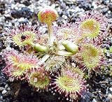 Round Leaf Carnivorous Sundew 30 Seeds- Drosera