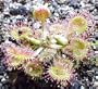 Round Leaf Carnivorous Sundew 30 Seeds- Drosera