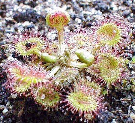 Round Leaf Sundew Seeds