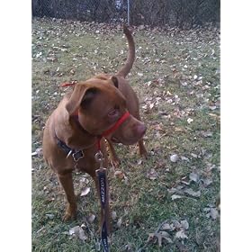Premier Gentle Leader Head Dog Collar