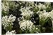 Canvas Prints of Lily of the Valley from Ros Drinkwater