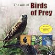 Birds Of Prey