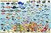 Placencia Belize Dive Map & Reef Creatures Guide Franko Maps Laminated Fish Card