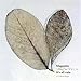 Magnolia, It's All in Vain, 発売中