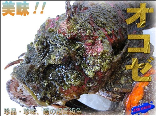 お刺身用 活オコゼ1kg 山陰境港産