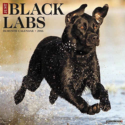 2016 Just Black Labs Wall Calendar