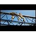 Product Video: Clip: Crane Fight
