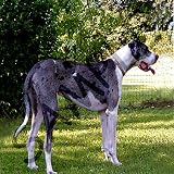 Dogs Great Dane - Blue Merle - Light Switch Covers - single toggle switch
