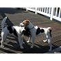 Hunde-Liebe von Marlis E. Hornig