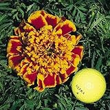 Worlds Largest Marigold 100 Seeds/Seed